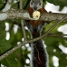squirrel_variegated_tar_v_0241_cos0546.jpg